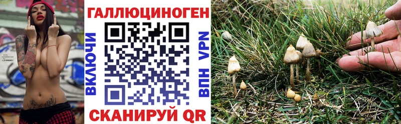 hydra tor  Дубна  Псилоцибиновые грибы GOLDEN TEACHER 